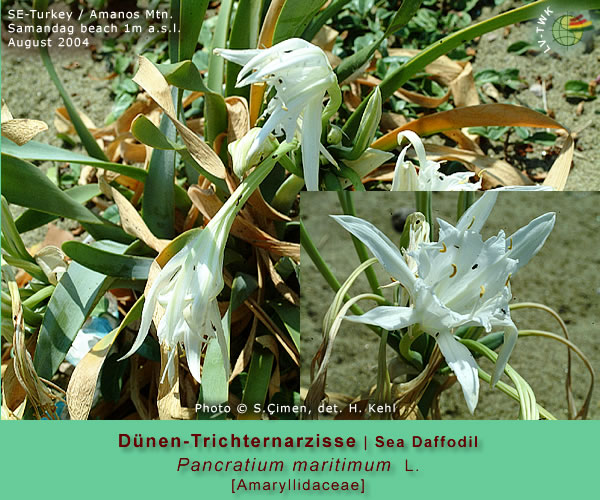 Pancratium maritimum L. (Dünen-Trichternarzisse / Sea Daffodil)