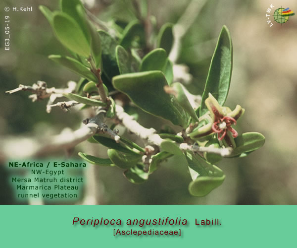 Periploca angustifolia Labill.