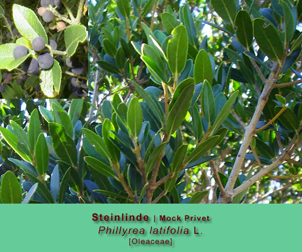 Phillyrea latifolia L. (Steinlinde / Mock Privet)