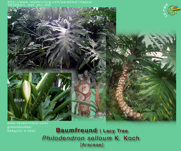 Philodendron selloum K. Koch (zotteliger Baumfreund / Lacy Tree)
