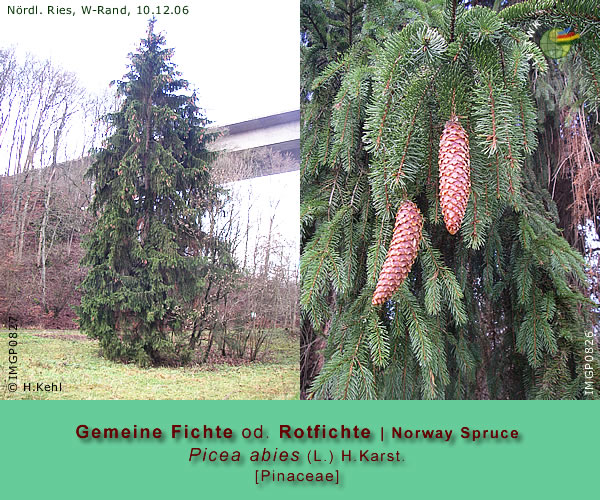 Picea abies (L.) H.Karst (Gemeine Fichte od. Rotfichte / Norway Spruce)