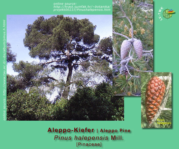 Pinus halepensis Mill.