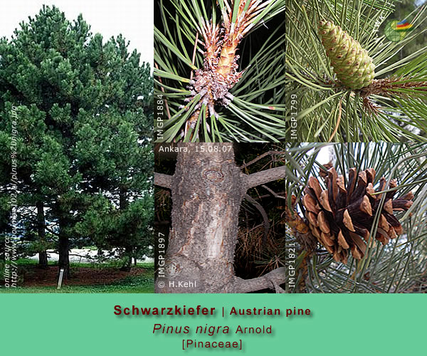 Pinus nigra Arnold (Schwarzkiefer / Austrian Pine) 