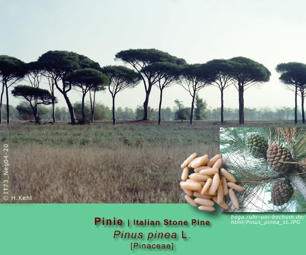 Pinus pinea L. (Pinie / Italian Stone Pine)
