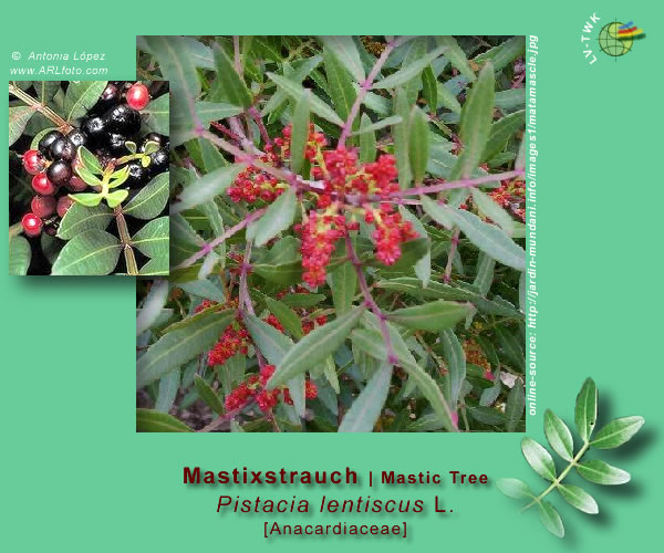 Pistacia lentiscus L. (Mastixstrauch / Mastic Tree)
