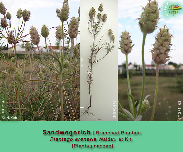 Plantago arenaria Waldst. et Kid. (Sandwegerich / Branched Plantain)