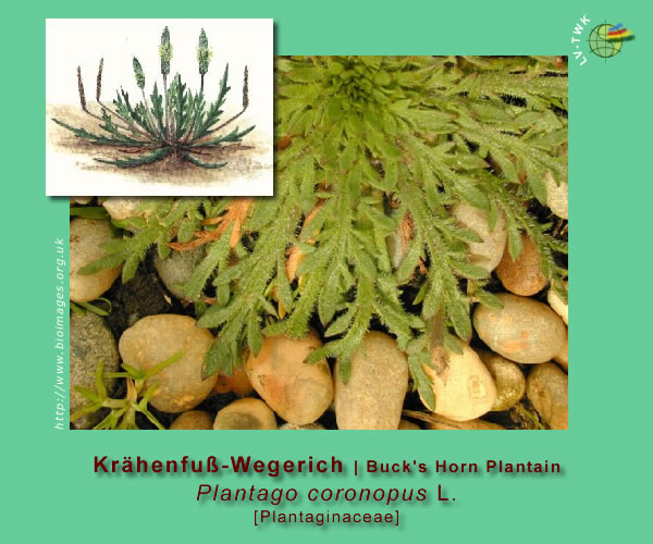 Plantago coronopus L. (Krähenfuss-Wegerich / Buck's Horn Plantain)