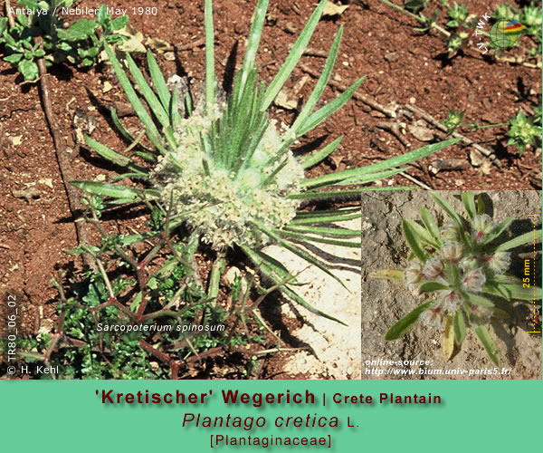 Plantago cretica L. (Kretischer Wegerich / Crete Plantain)