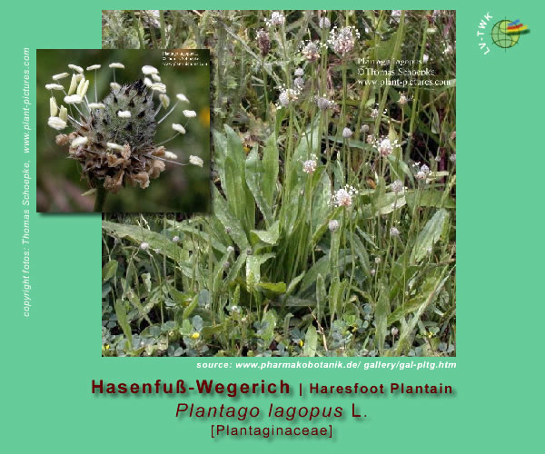 Plantago lagopus L. (Hasenfuss-Wegerich / Haresfoot Plantain)