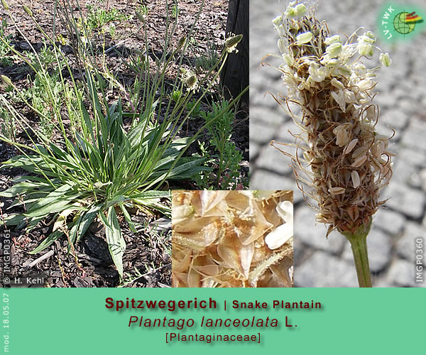 Plantago lanceolata L. [Spitzwegerich / Snake Plantain]