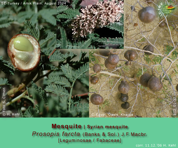 Prosopis farcta (Banks & Sol.) J.F.Macbr.