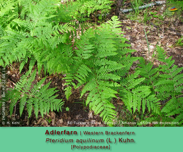 Pteridium aquilinum (L.) Kuhn. (Adlerfarn / Western Brackenfern)
