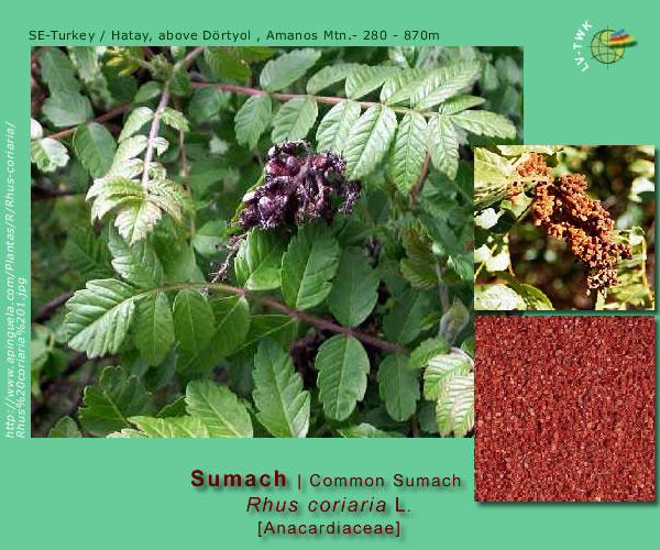 Rhus coriaria L. (Sumach / Common Sumach)
