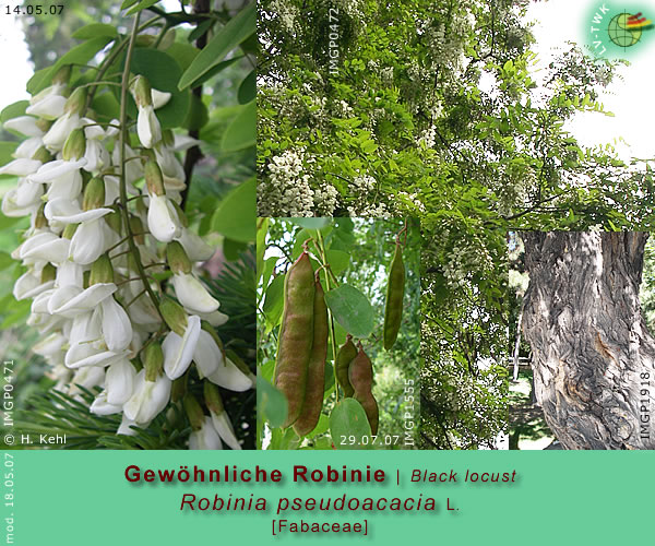 Robinia pseudoacacia L. [Gewöhnliche Robinie / Black locust]