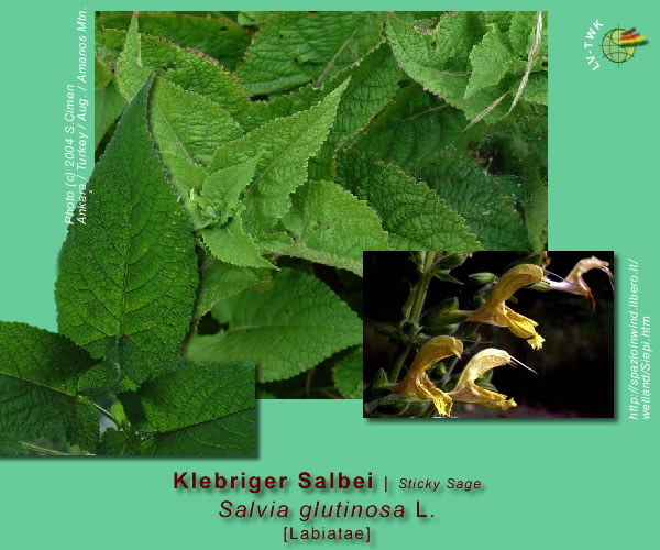 Salvia glutinosa L. (Klebriger Salbei / Sticky Sage)