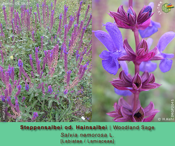 Salvia nemorosa L. (Steppensalbei oder Hainsalbei / Woodland Sage)