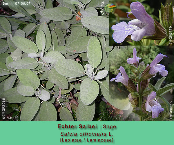 Salvia officinalis L. (Echter Salbei / Sage)