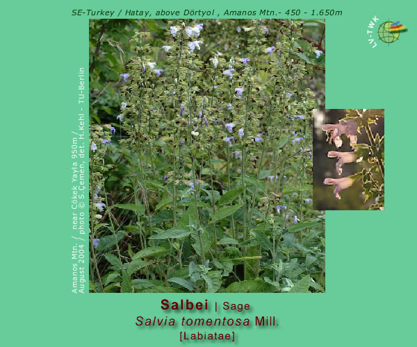 Salvia tomentosa Mill. (Salbei / Sage)
