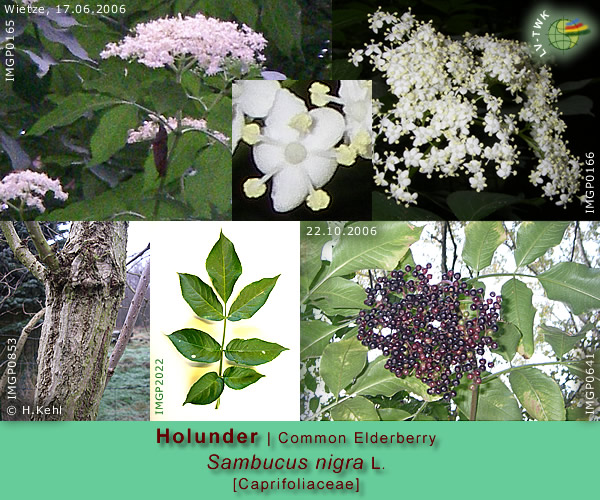Sambucus nigra L. (Holunder - Common Elderberry)