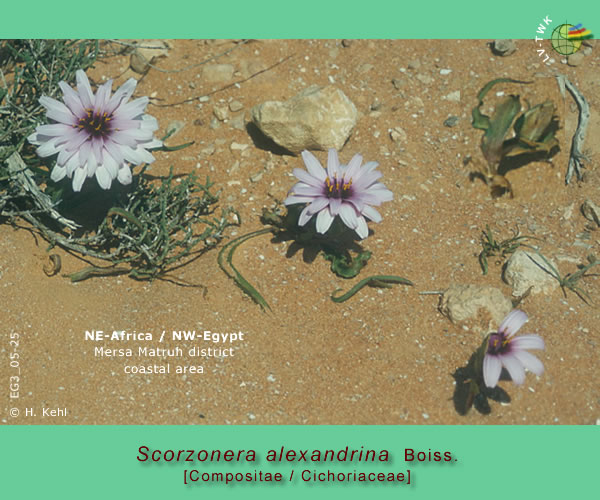 Scorzonera alexandrina Boiss.