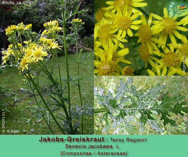 Senecio jacobaea L. (Jakobs-Greiskraut / Tansy Ragwort)