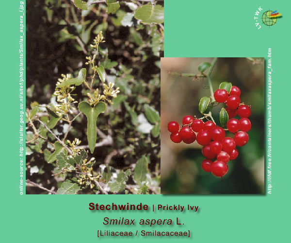 Smilax aspera L. (Stechwinde / Prickly Ivy)