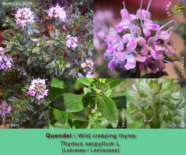 Thymus serpyllum L. (Quendel / Wild creepig thyme)