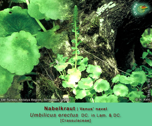 Umbilicus erectus DC. in Lam. & DC. (Nabelkraut / Venus' navel)