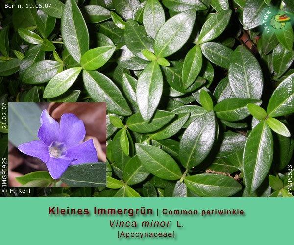 Vinca minor L. (Kleines Immergrün / Common periwinkle)